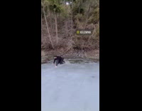 Guy skating across frozen lake falls water