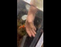 Clownfish tries to attack during tank cleaning