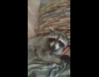 Raccoon laying on couch tired wants some love