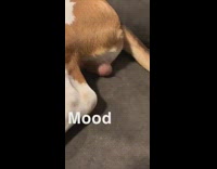 Brown white beagle dog lays grey couch