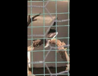 Kookaburra bird inside cage laugh loud continuously