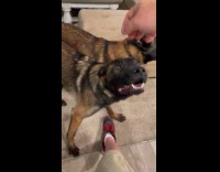 Dog intervenes also wants pets 