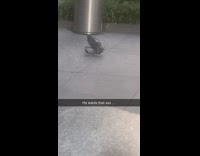 Pigeon sits on another pigeon 