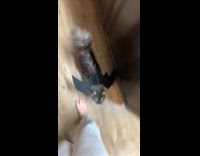 Black cat wearing dragon wings