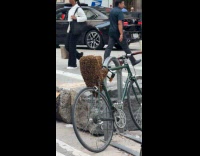 Bike chair on street has hive of bees 