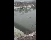 Ducks floating down river current 