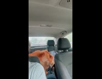 Dog strange stomps backseat of the car