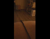 Collab PLC - Cat confused with black string being pulled 