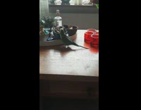 Pet parakeet tries to take the small chocolate on the table