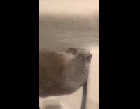 Chubby gray cat lie down on couch Part 2