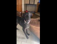 Black dog jumps on guy knocks him over