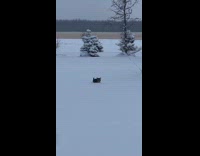 Cat jumping on deep snow 