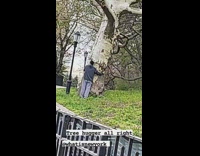 Guy at the park hugging a tree