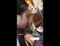 Cat watches movie on phone with mom