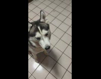 Pet dog rejects to take medicine and shakes head