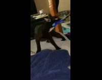 Black cat bites pulls on blue toy 