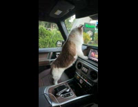 Collab PLC - Brown White Cat in car stand look through windshield