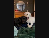 White dog suck nibble ear of black dog