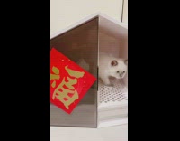 Grey white kitten bell toy litter box 