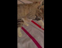 Cats cuddle and one puts paws over other