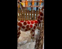 Llama looks like a giraffe in hotel