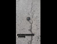 Submitter shows turtle in middle of street