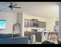 Brown dog knocks over trash can 