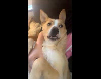 Dog lie down prevents owner to vape