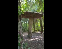 Couple finds giant mushroom on their walk