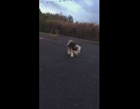 Collab BitchMP - Black white dog trotting prance camera