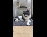 Cat sits down with cross arm pose