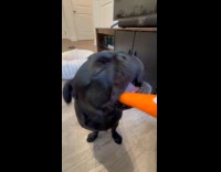 Black pug bite and eat carrot ASMR