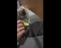 Guy let his cat lick lemon slice 