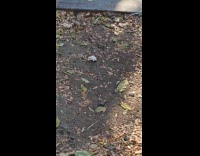 White rat spins repeatedly on the sidewalk