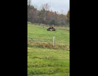 Collab Clips MPUGC - 2 horses leaning heads making a heart 