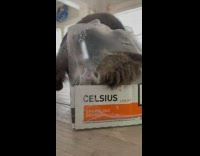 Cat gets stuck inside plastic 