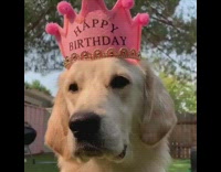 Golden retriever dog pink crown throwback puppy