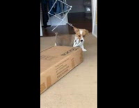 Puppy take white scissor from the box