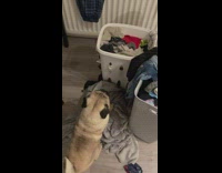 Dog Checks Dirty Clothes then Sits on Top