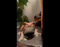 Brown frog stares at camera