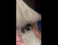 Collab dogIG_default - Man in blue shorts hold hands with chihuahua dog on bed