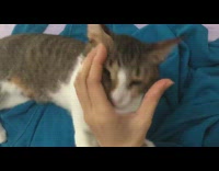 Cat bites girl trying to squeeze face 