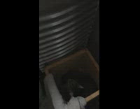 Cat sits in straw laundry basket bathroom 