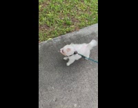 White dog blown by hurricane wind on sidewalk 