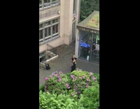 Black shirt pink flower bush blue neon sign 