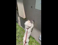 Dog jumps and reaches grasshopper on wall