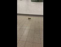 Squirrel runs around tunnel in subway station and gets chased by passengers