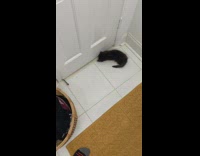 Small black kitten wants to play with two big dogs