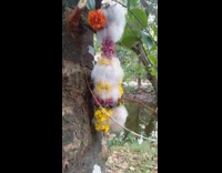 Flowers covered in white fuzz hang tree