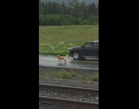 Collab BitchMP - Golden retriever following black suv on side of road 